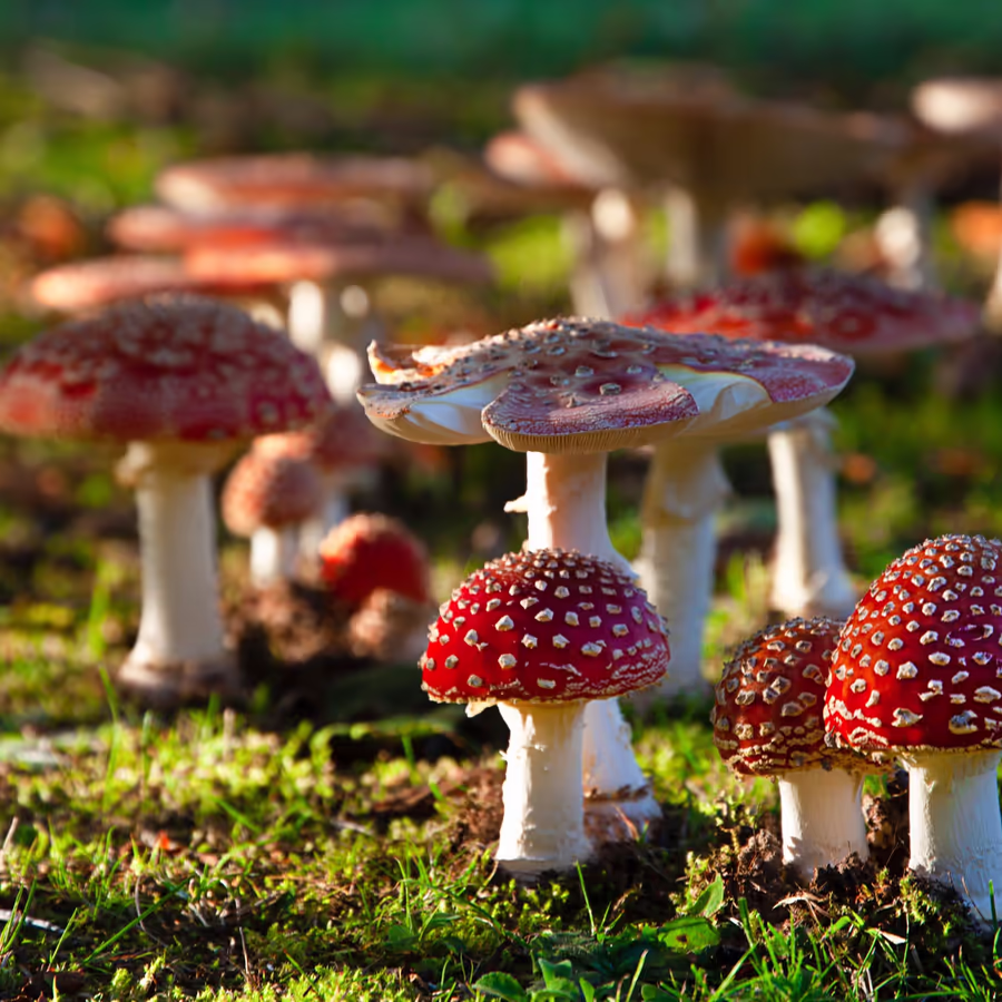 Яркий и красивый но смертельно ядовитый гриб