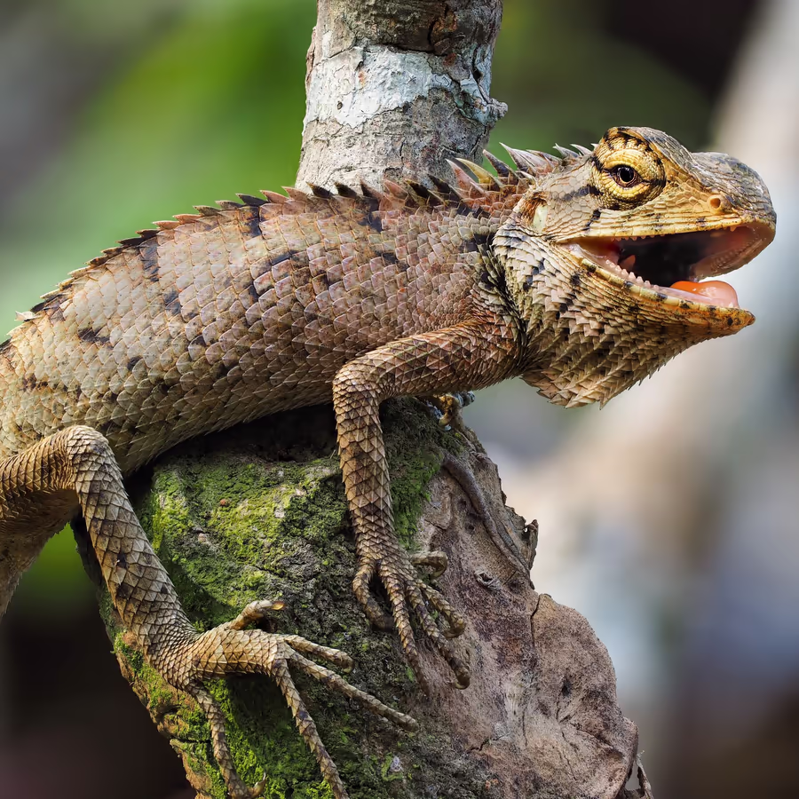 Яркая и харизматичная ящерица из Австралии