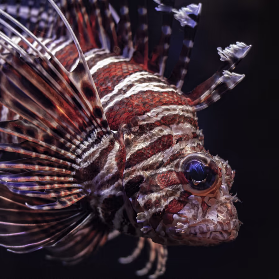 Яркая и опасная тропическая рыба с ядовитыми шипами