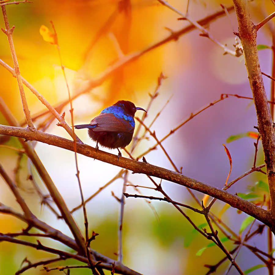 Яркая птичка на ветке дерева в лучах солнца