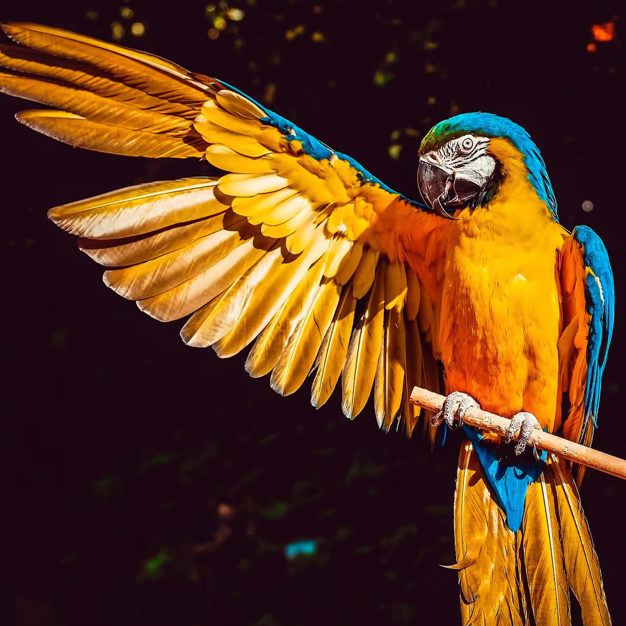 Яркий попугай с распахнутыми крыльями
