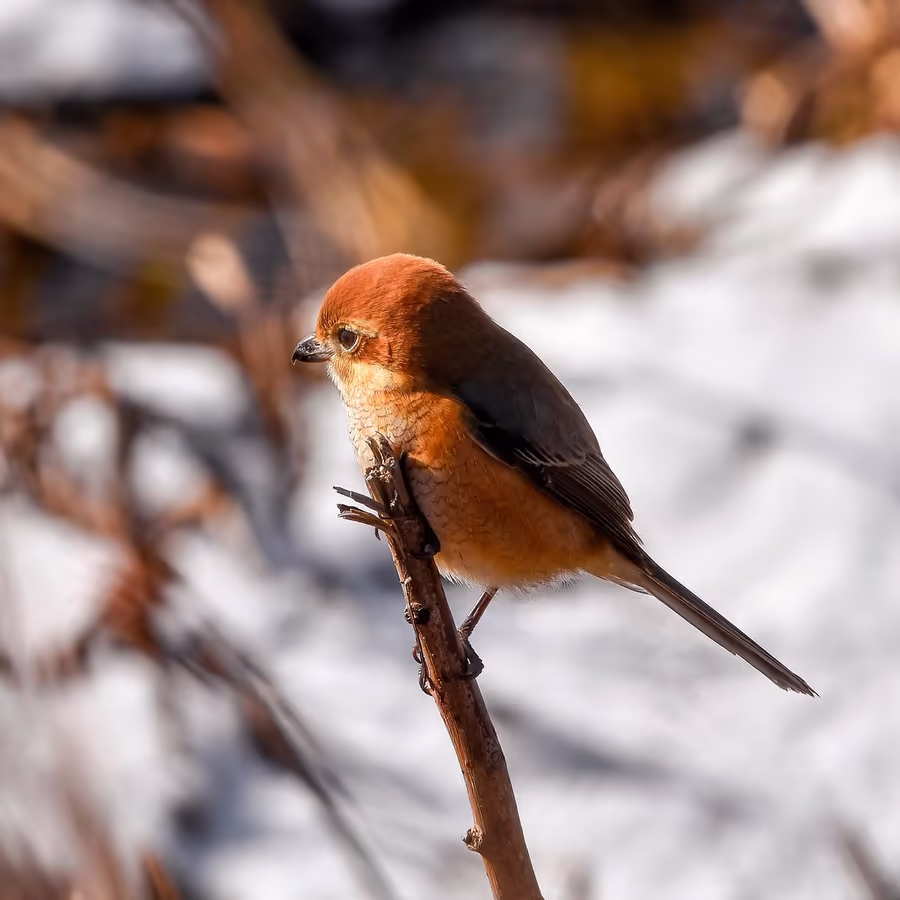 Яркий снегирь на ветке зимой