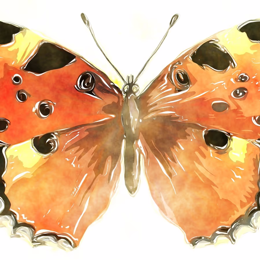 Яркая бабочка с характерным рыжим окрасом и черными пятнами