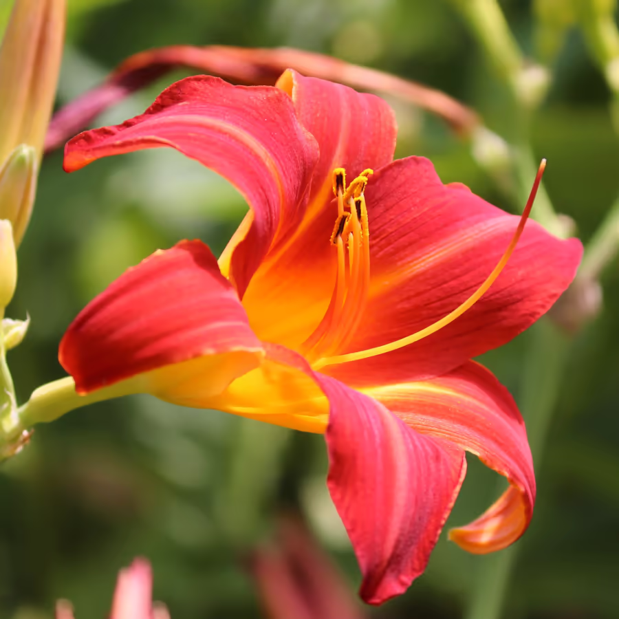 Яркий цветок с контрастными лепестками