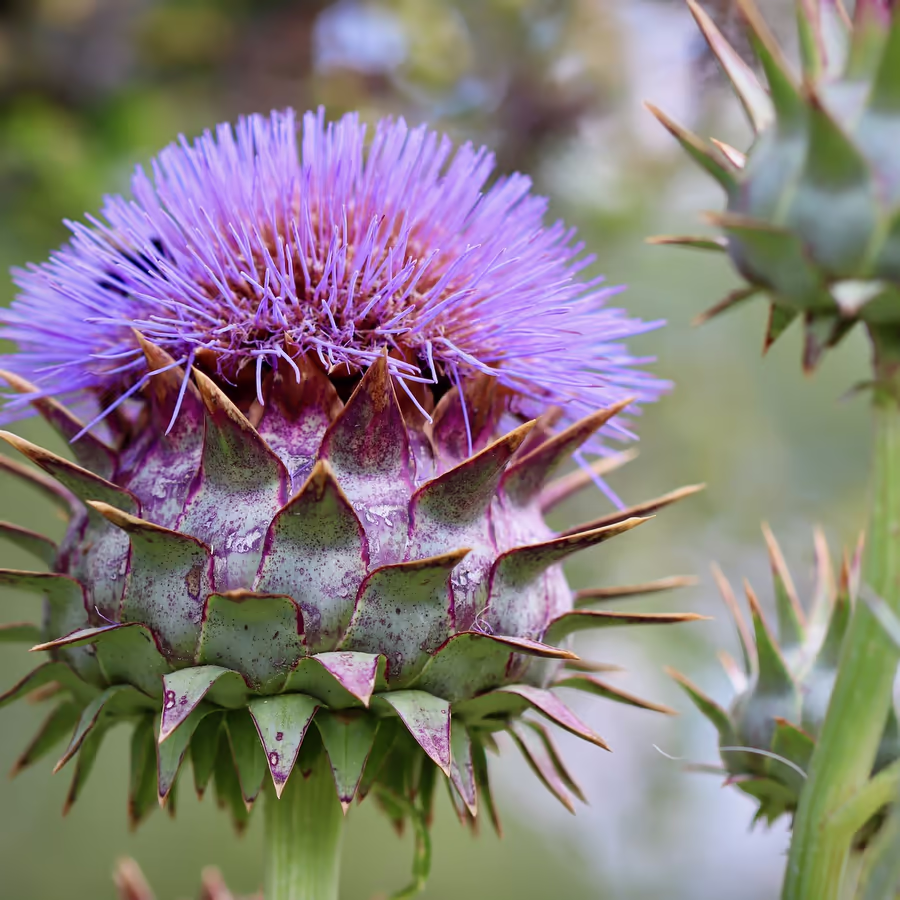 Яркий цветок с колючими лепестками