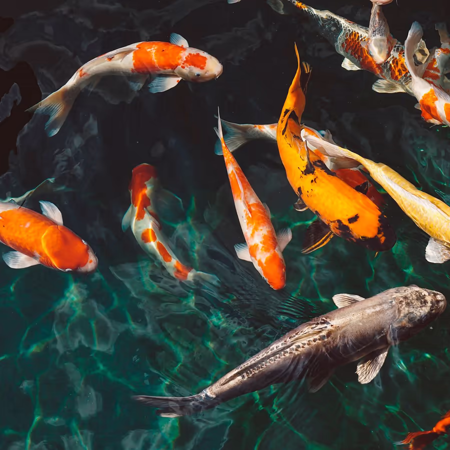 Яркие кои плавают в темном пруду