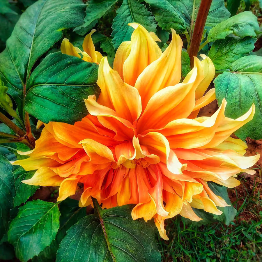 Яркий оранжевый георгин в окружении зелени