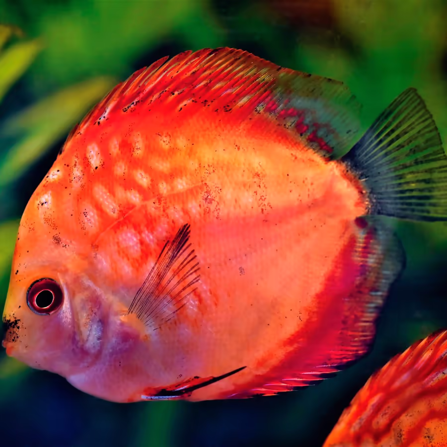 Яркая рыбка дискус с красным окрасом