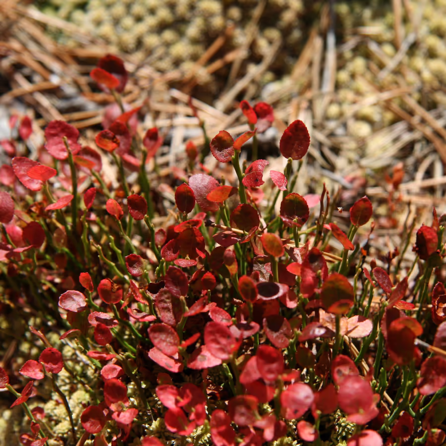 Яркий красный лишайник часто встречающийся в лесах и тундре