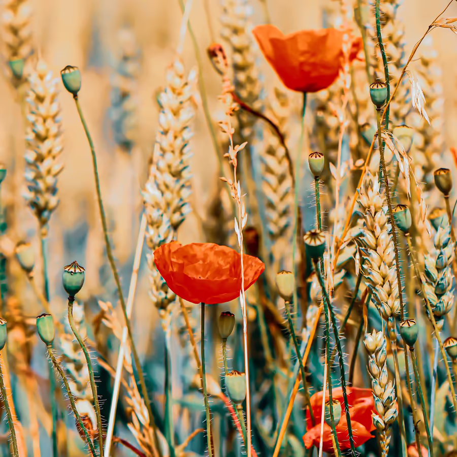 Яркие красные маки среди золотых колосьев пшеницы