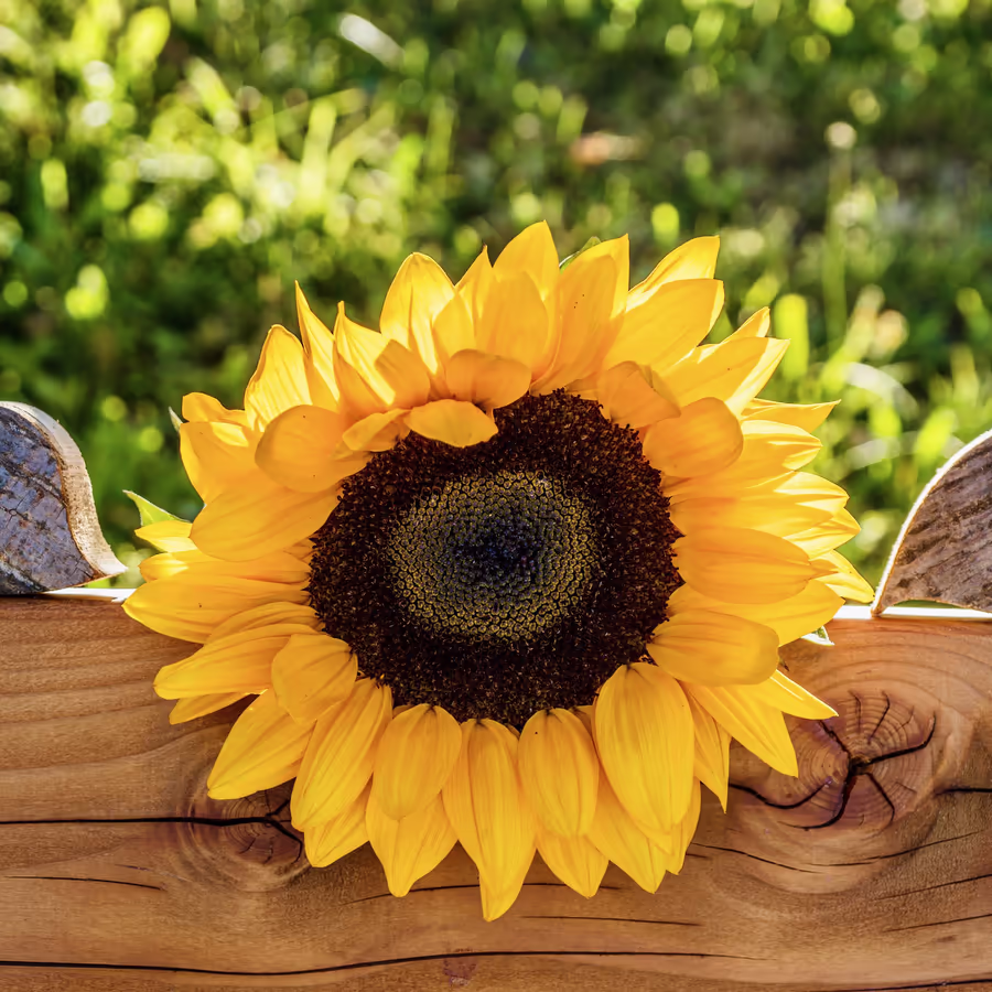 Яркий подсолнух на деревянной поверхности
