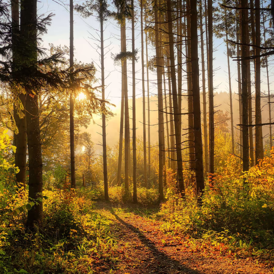 Завораживающий осенний пейзаж с солнечным светом пробивающимся сквозь деревья