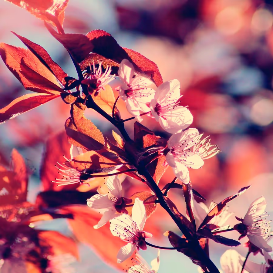 Нежные цветы вишни на фоне теплого заката