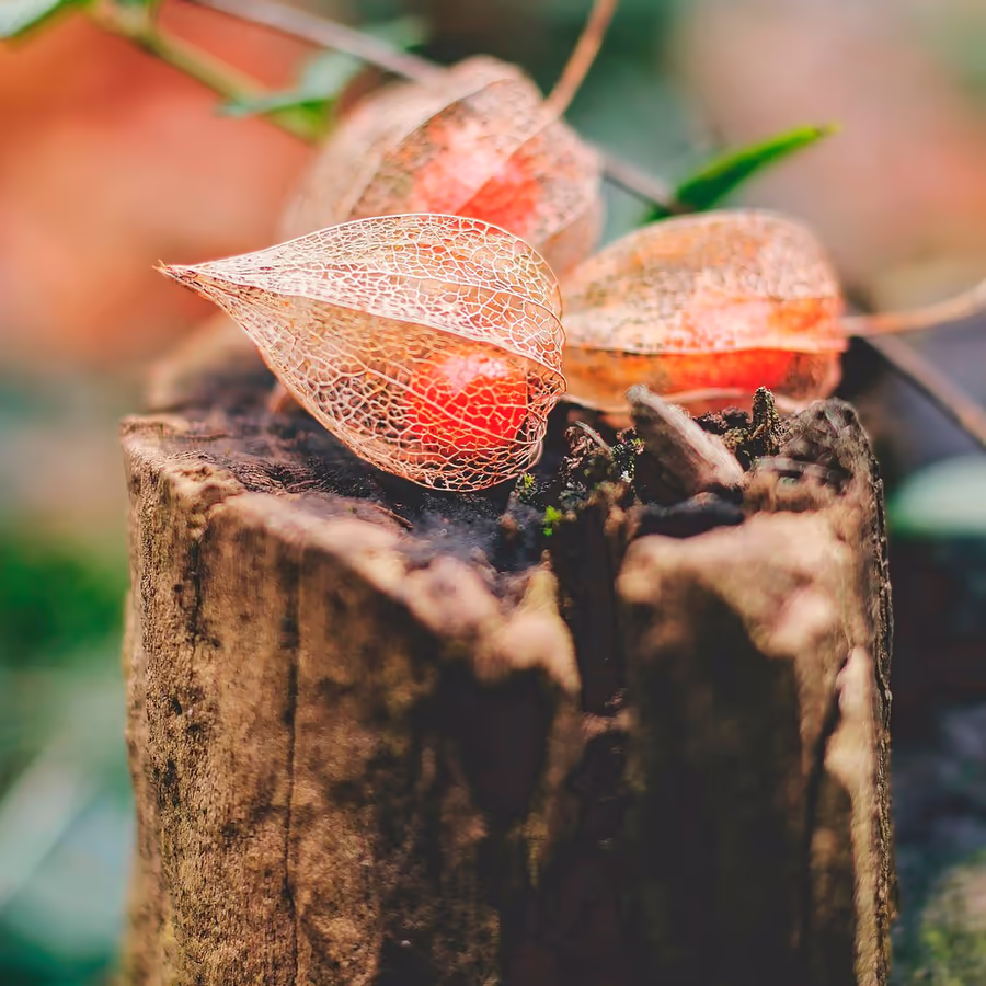 Нежные плоды с бумажными оболочками