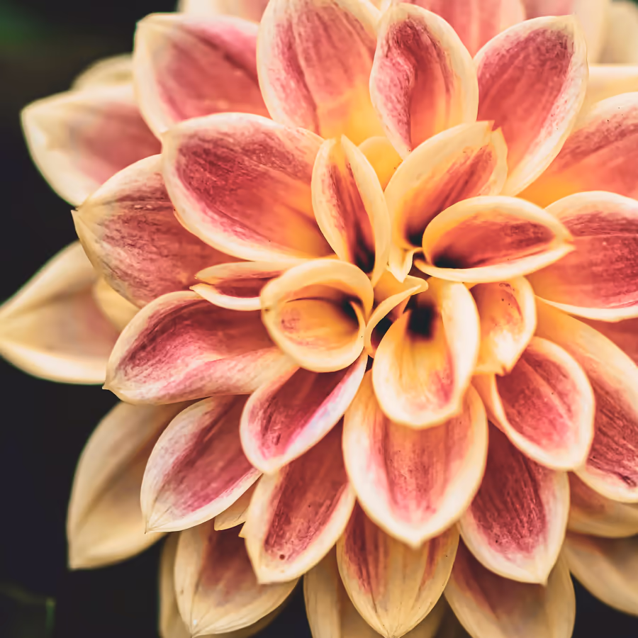 Крупный план красивого цветка георгина с нежными оттенками персикового и розового