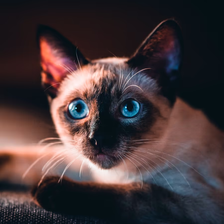 Крупный план красивого сиамского кота