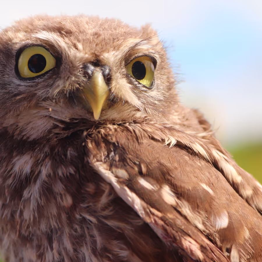 Крупный план совы пустельги с яркими глазами