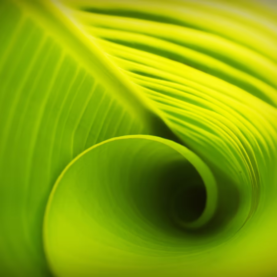 Крупный план скрученного зеленого листа банана