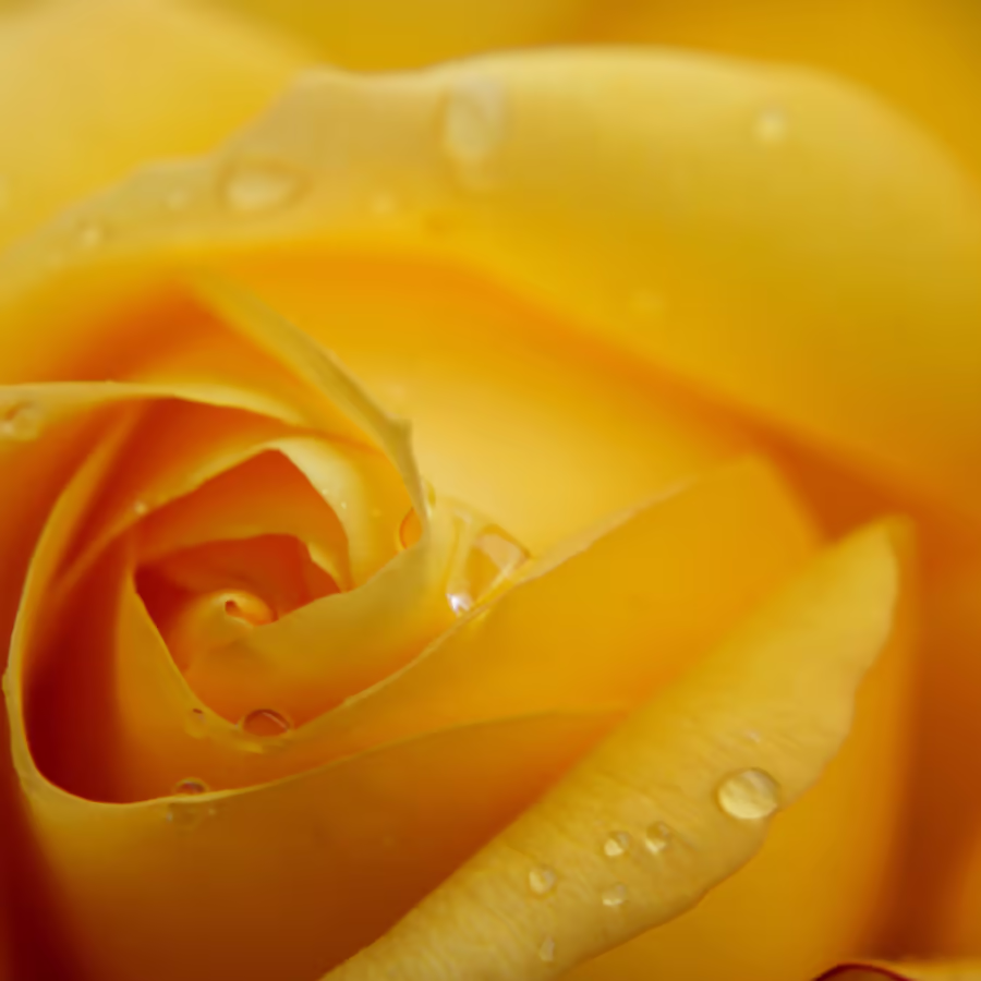 Крупный план нежного желтого бутона розы украшенного капельками росы