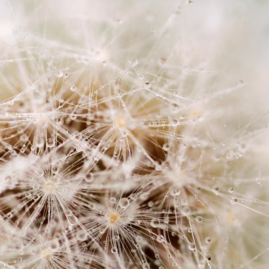 Крупный план пушистой головки одуванчика покрытой капельками росы