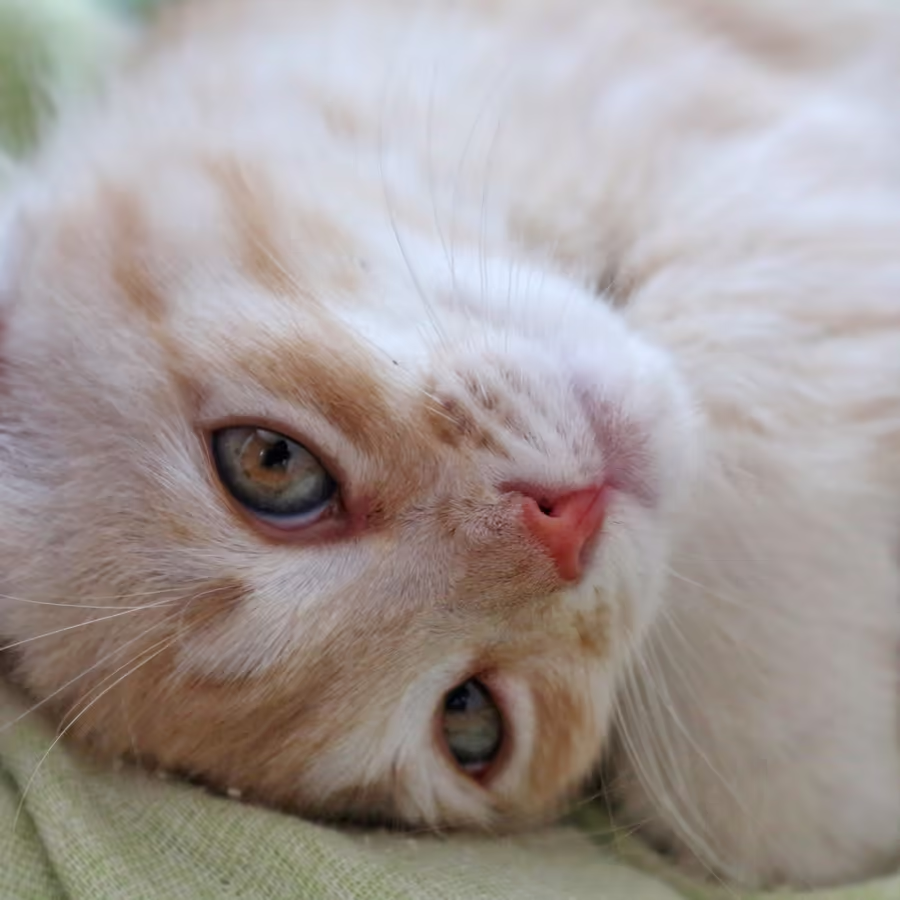 Крупный план морды рыжего кота с разными глазами