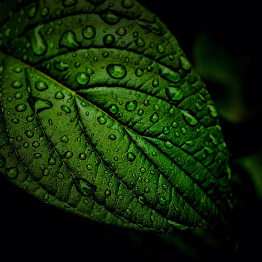 Крупный план зеленого листа покрытого каплями росы или дождя
