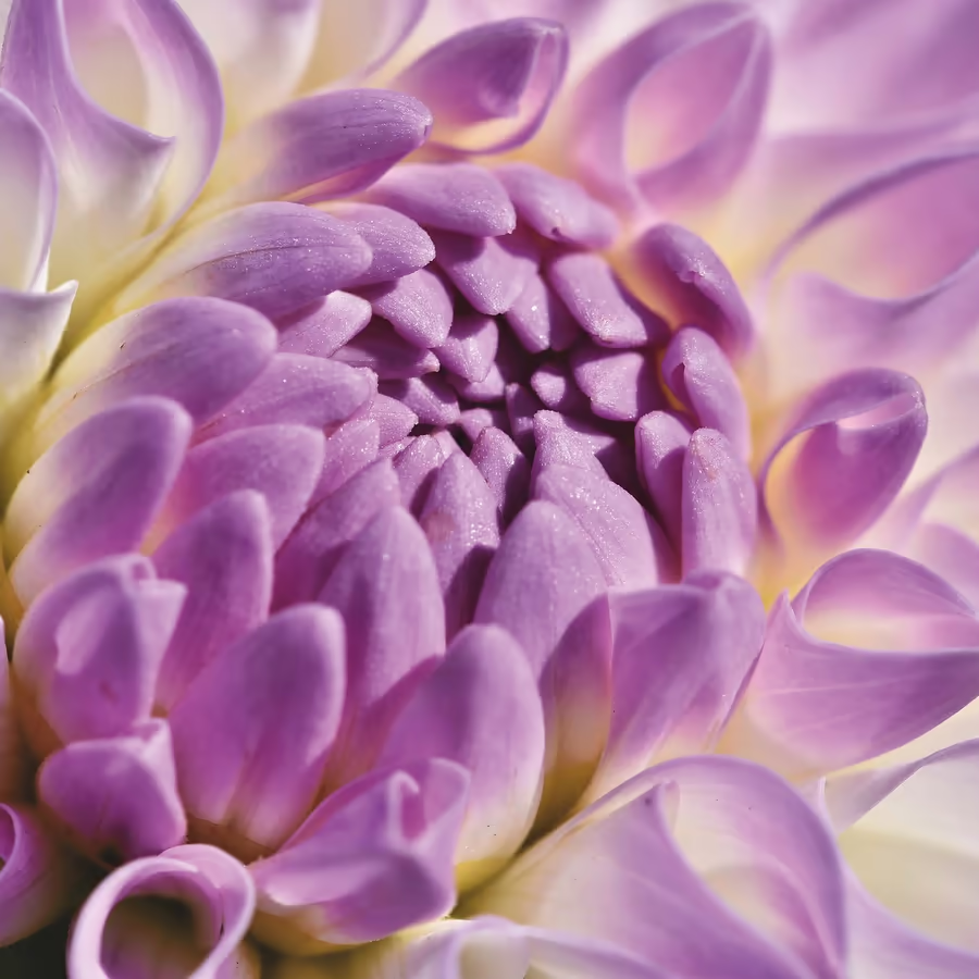 Крупный план цветка георгина с нежными лепестками