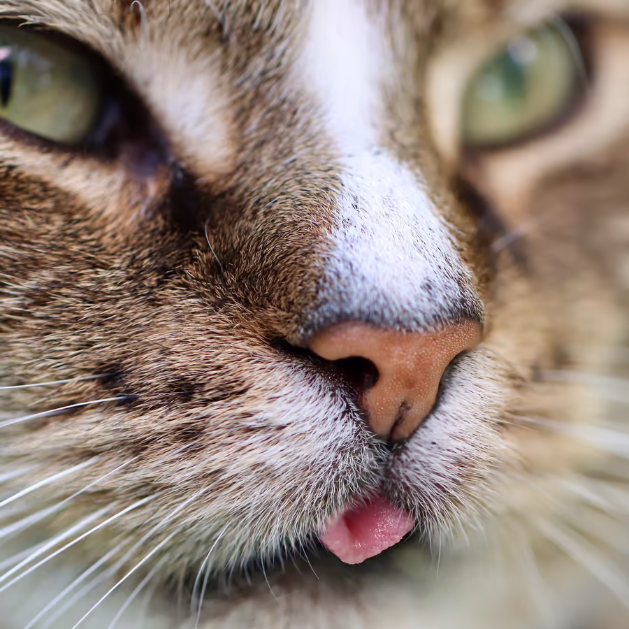 Крупный план морды полосатого кота с зелеными глазами высунутым языком