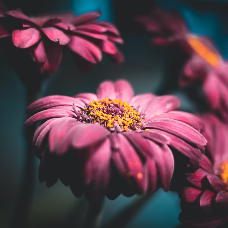 Крупный план красивых розовых астр с яркой сердцевиной