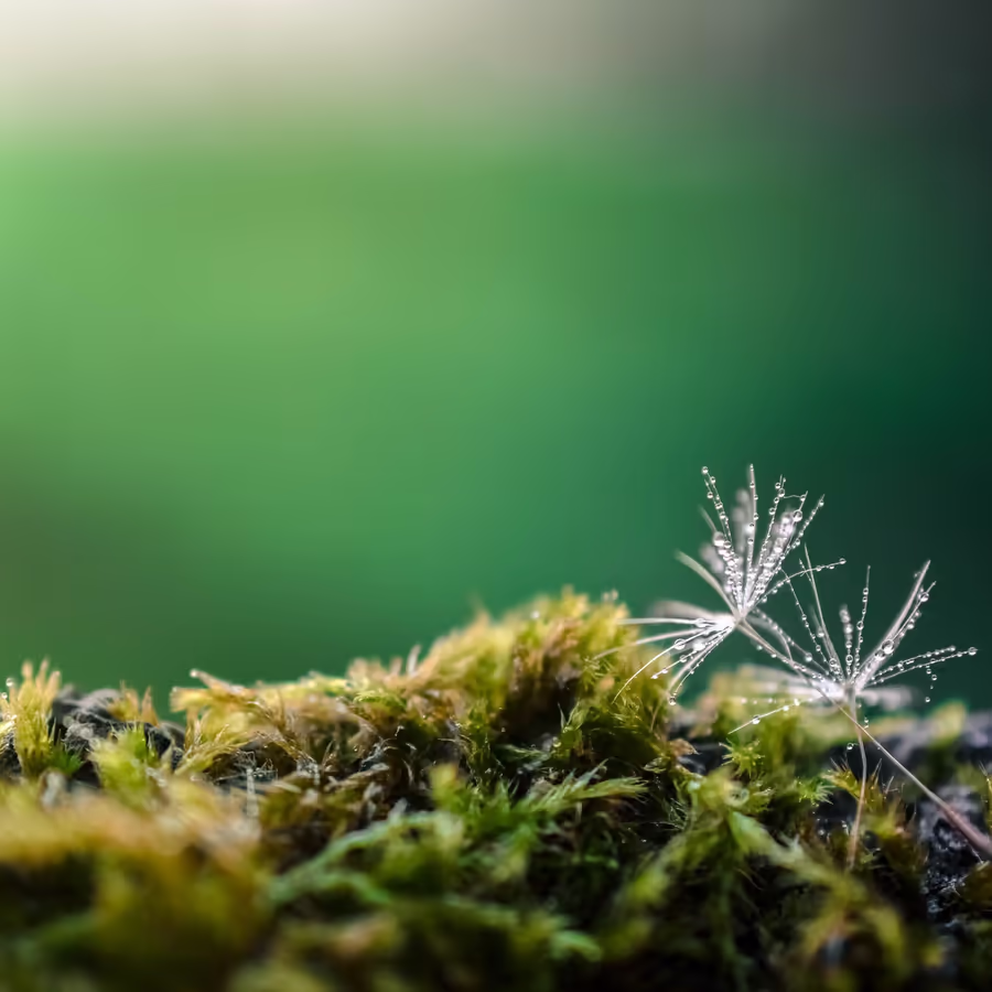 Крупный план утренней росы покрывающей мох и тонкие стебли с семенами