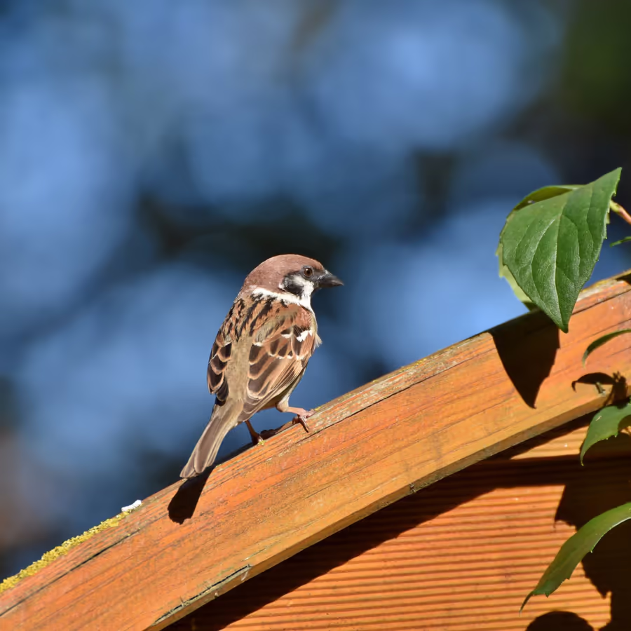 Обыкновенный воробей сидящий на деревянной крыше