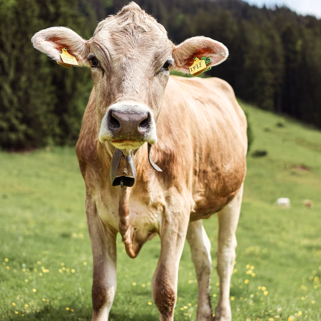 Корова пасётся на альпийском лугу