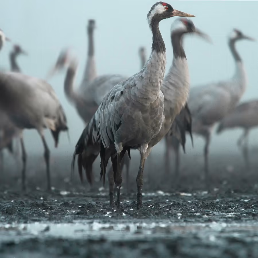 Стая журавлей на болотистой местности
