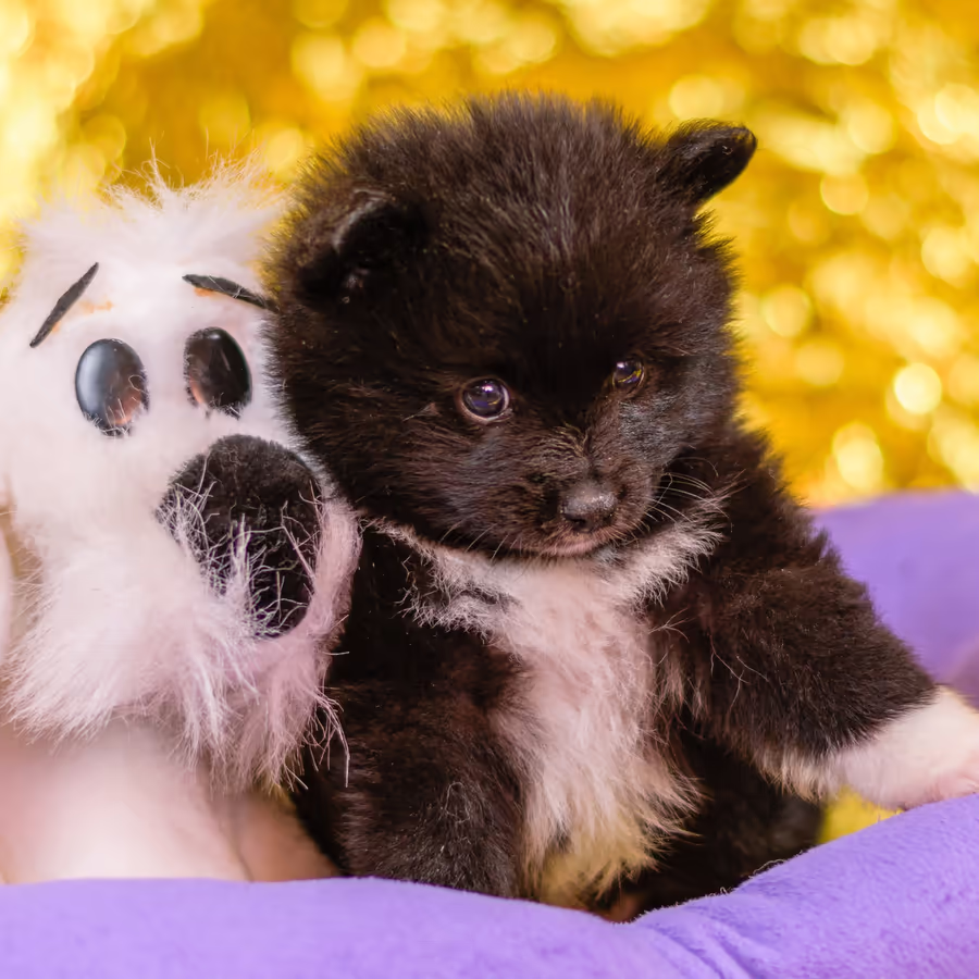 Милый черный щенок породы померанский шпиц обнимает мягкую игрушку в форме лапы панды