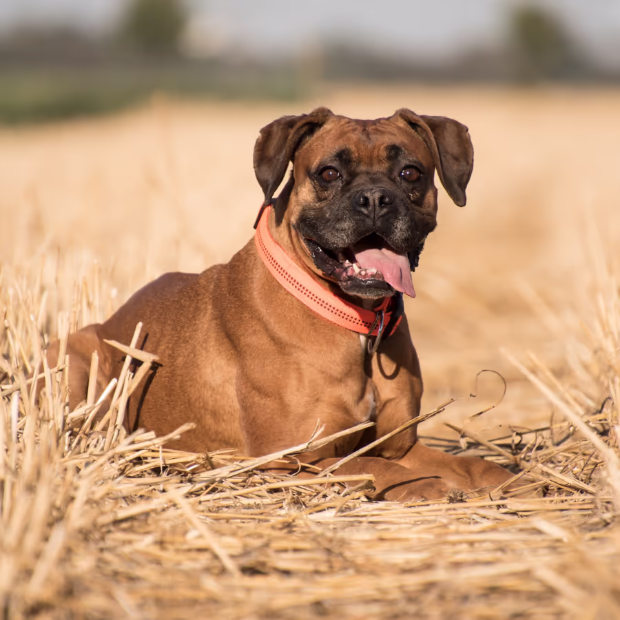 Милый боксер лежит в золотом поле