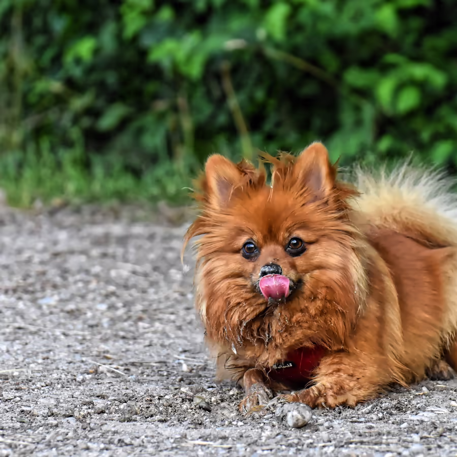 Милый рыжий шпиц облизывает губы