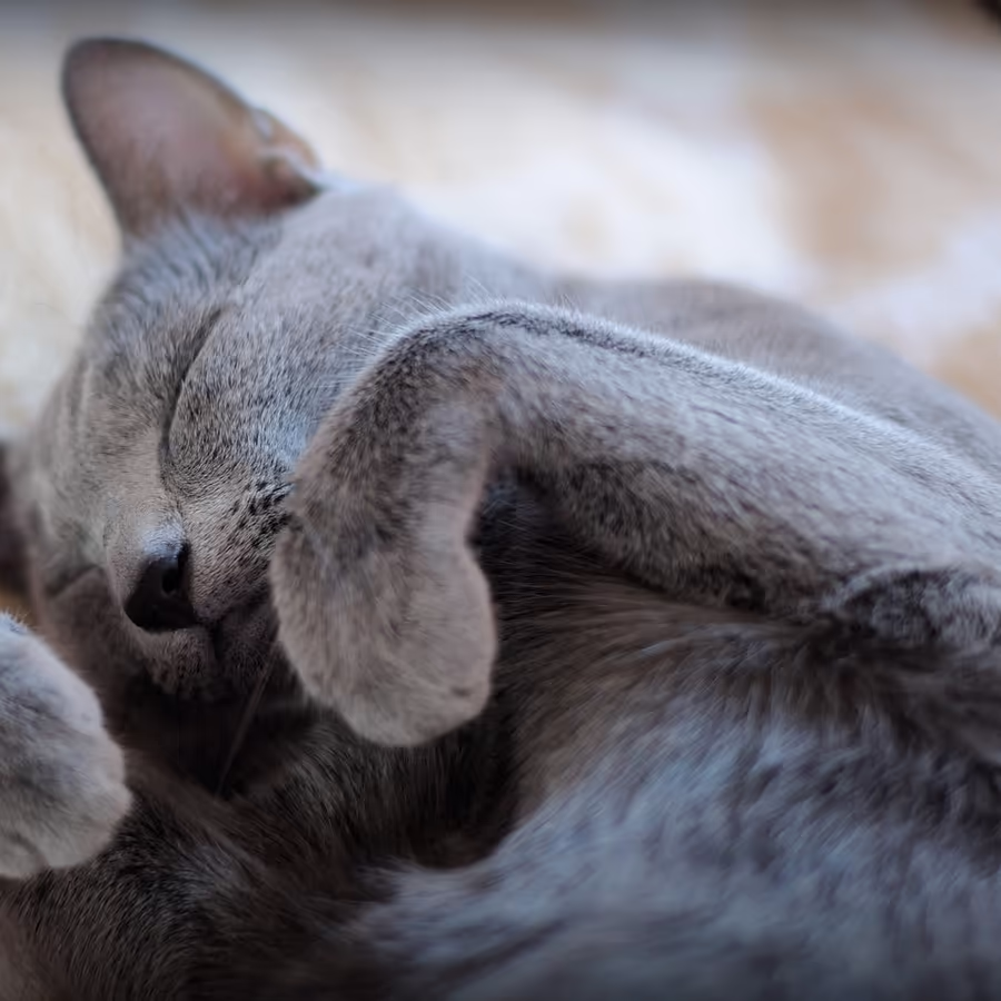 Милый серый кот отдыхает в расслабленной позе