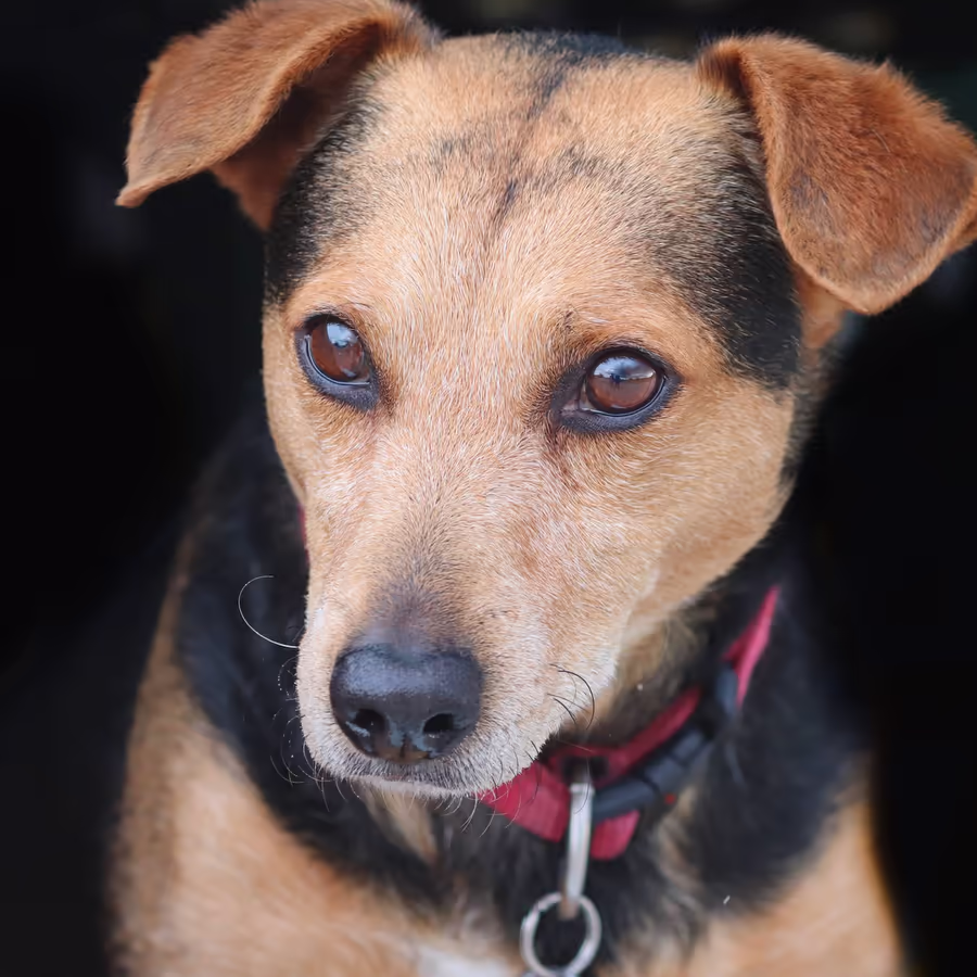 Милый джек-рассел терьер с умным взглядом