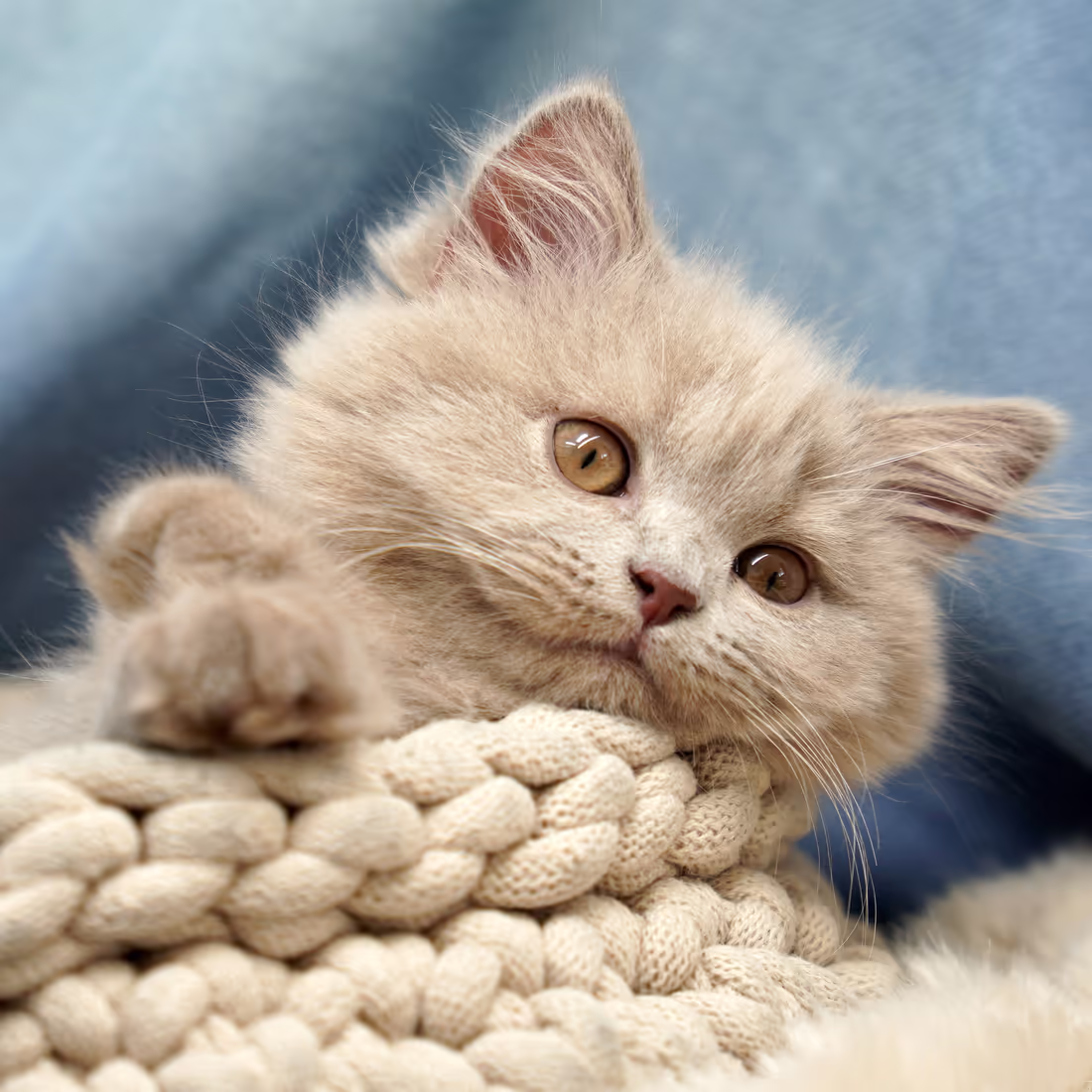 Милый котенок лежит на вязаном пледе