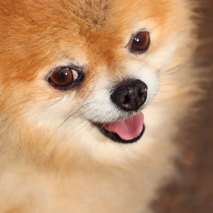 Милый рыжий щенок Померанского шпица с высунутым языком