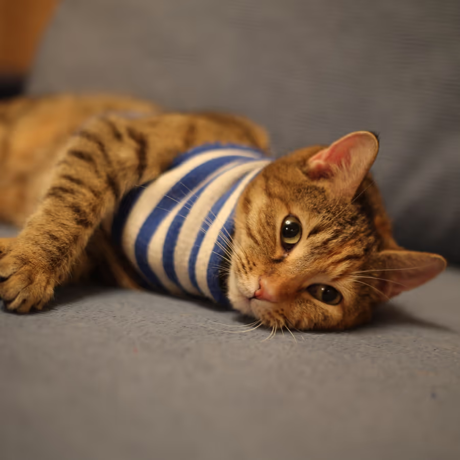 Милый полосатый кот одетый в тельняшку