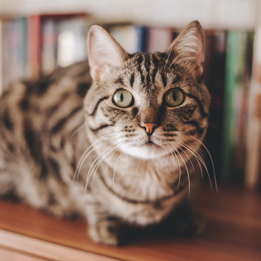 Милый полосатый котик смотрит в камеру