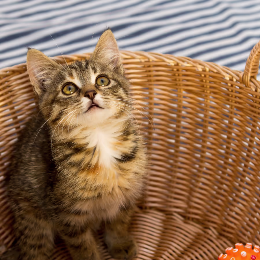 Милый полосатый котенок смотрит вверх из плетеной корзинки