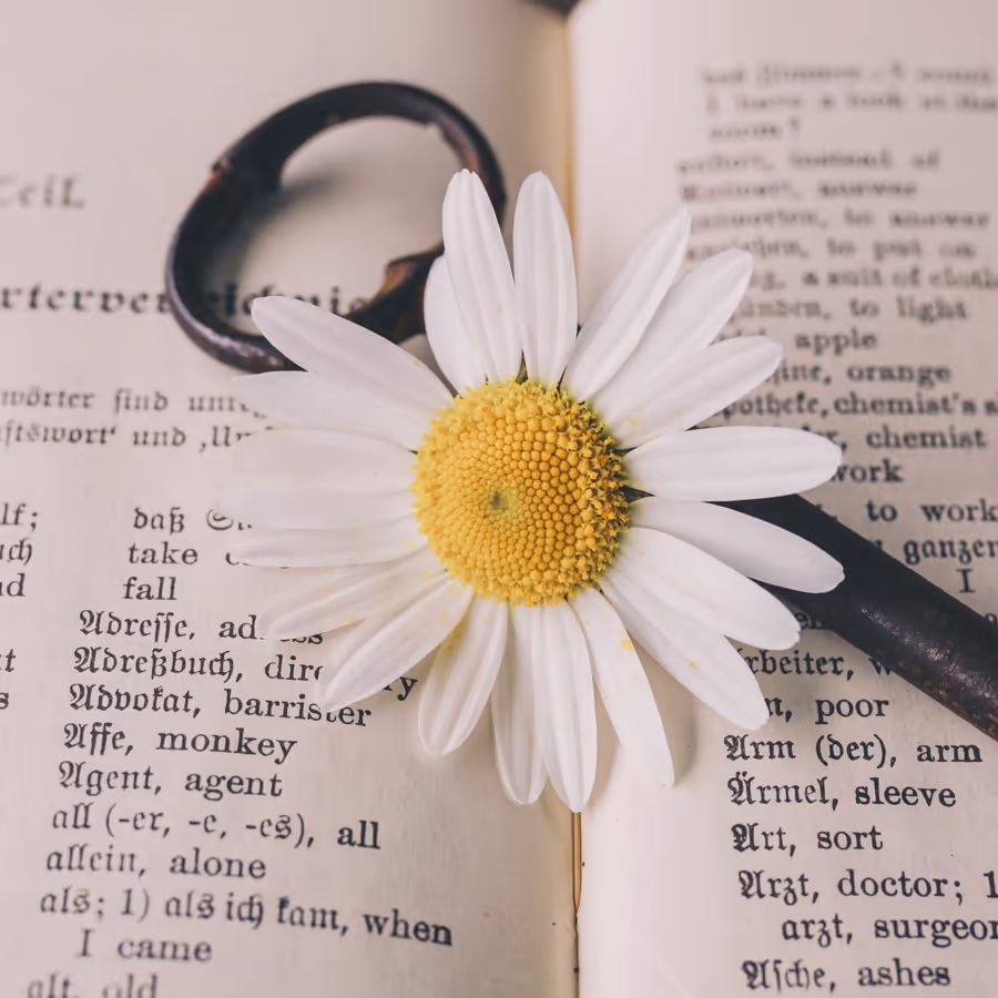 Ромашка лежит на страницах старой книги рядом с обручальным кольцом