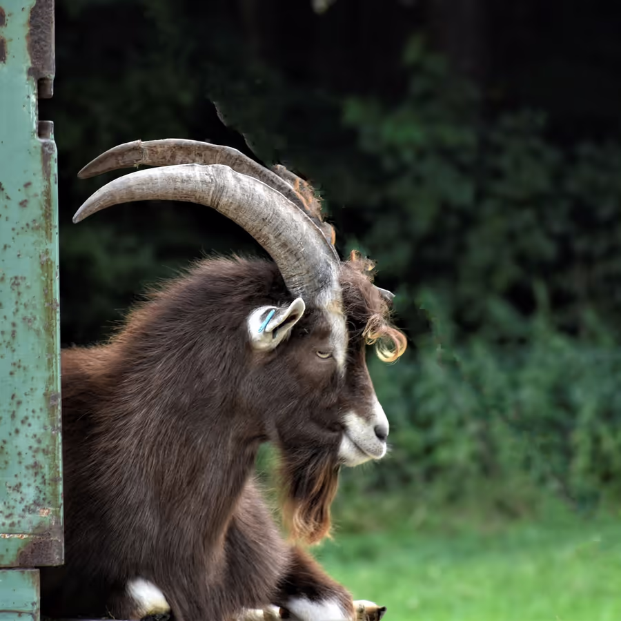 Темный козел выглядывает из загона