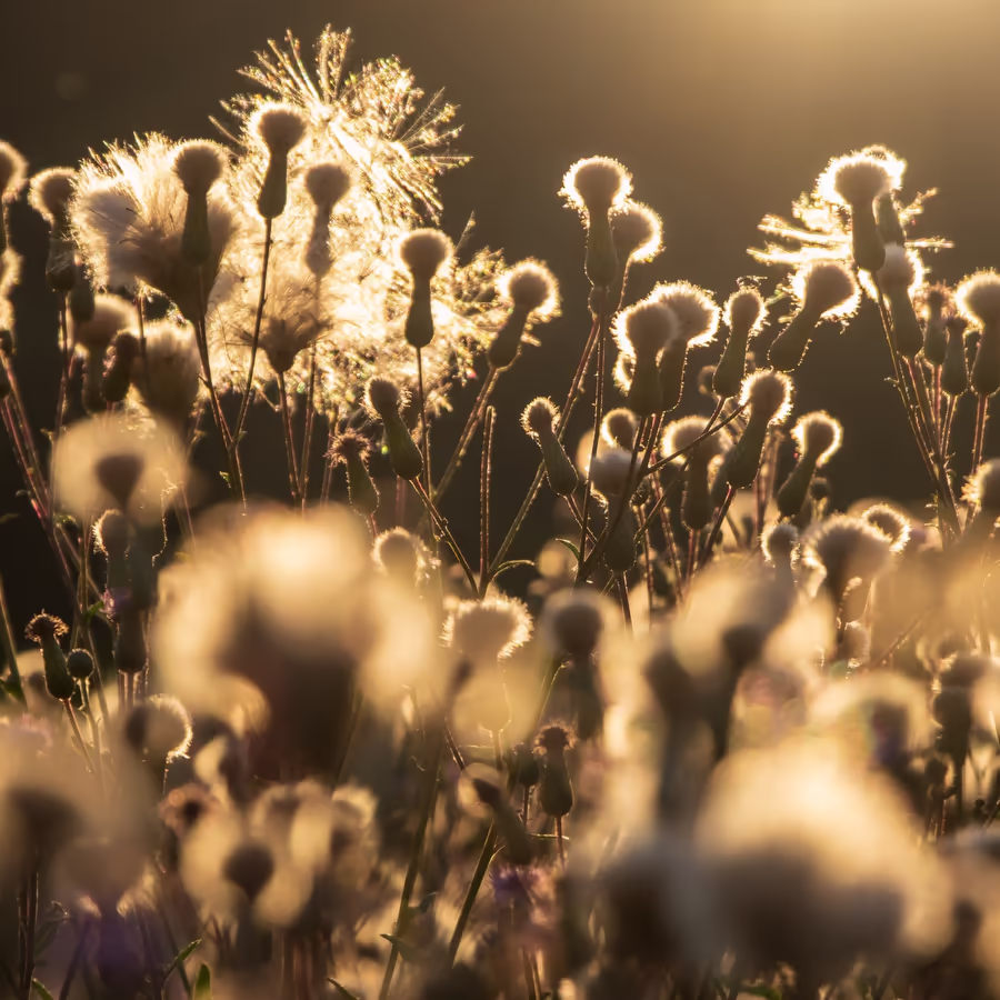 Нежные семена одуванчиков готовые к полёту