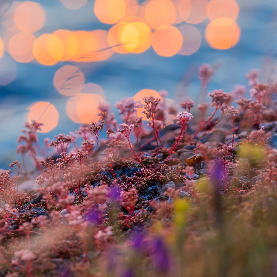 Нежные цветы на фоне размытого морского заката