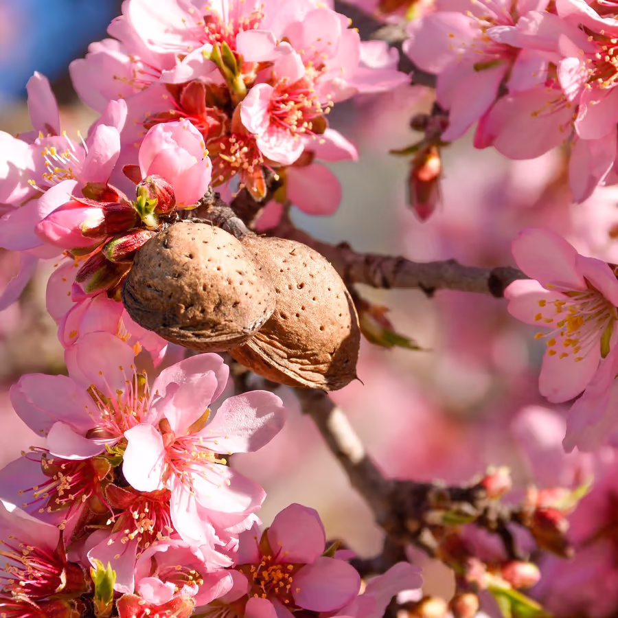 Нежный розовый цвет и молодой миндальный орех