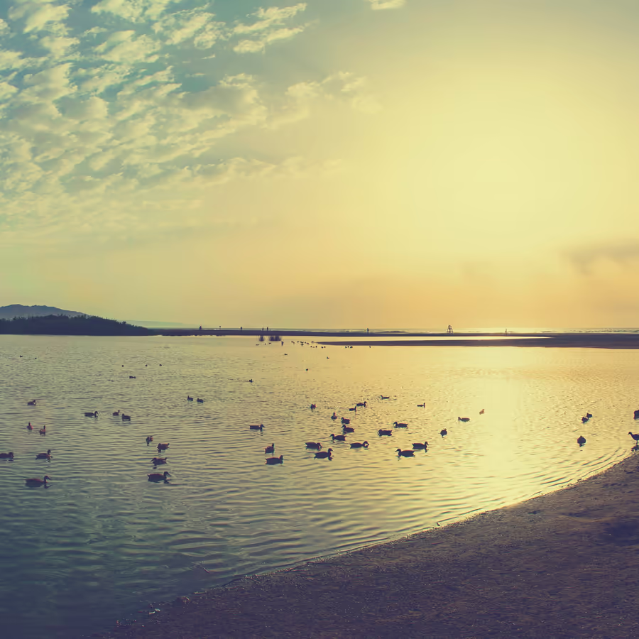 Утки плавают в спокойных водах озера на фоне заката