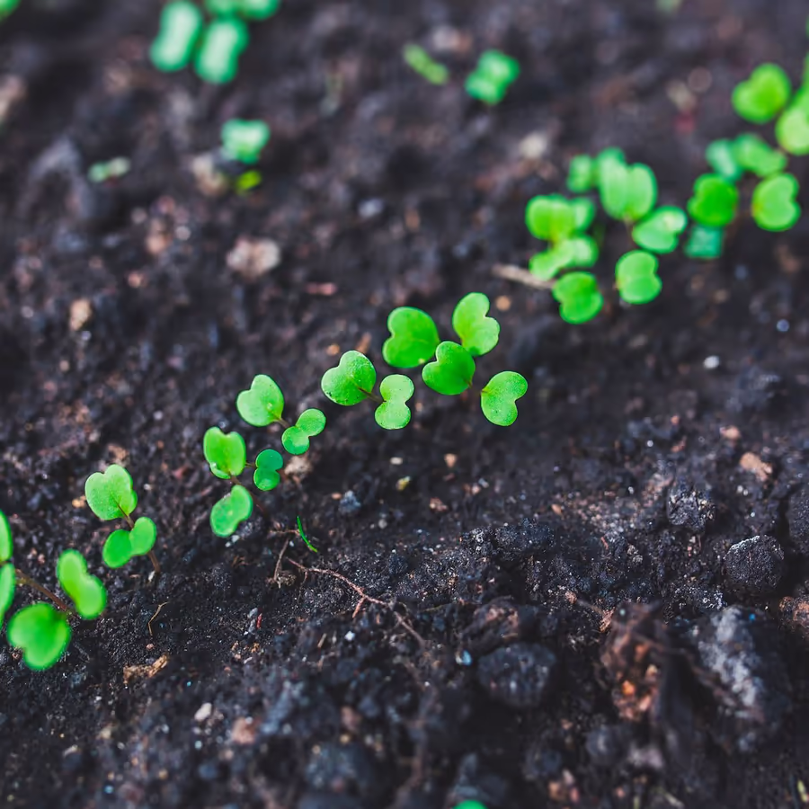Первые ростки растений